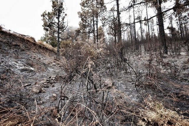 Zonas arrasadas por el incendio en el Norte de Tenerife