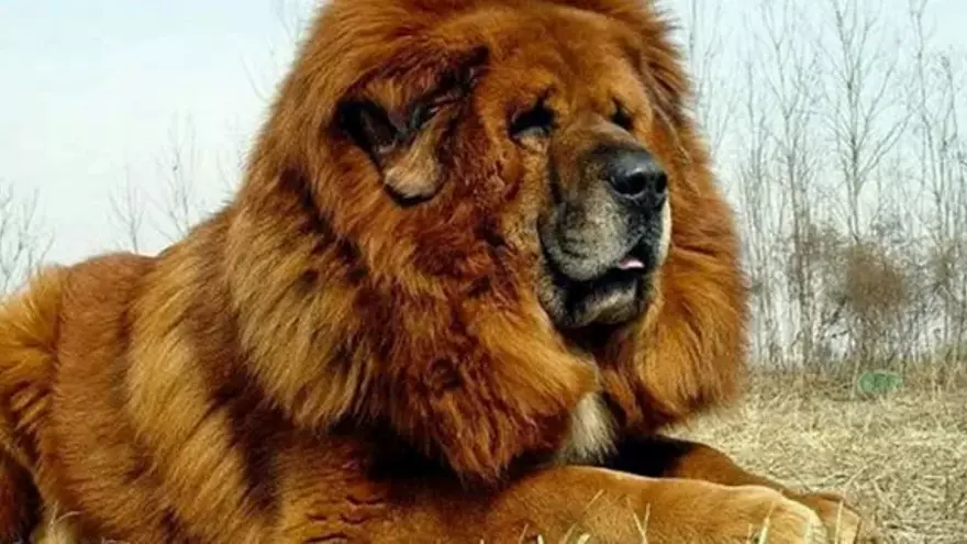 El Mastín Tibetano es una de las razas de perro más grandes del mundo.