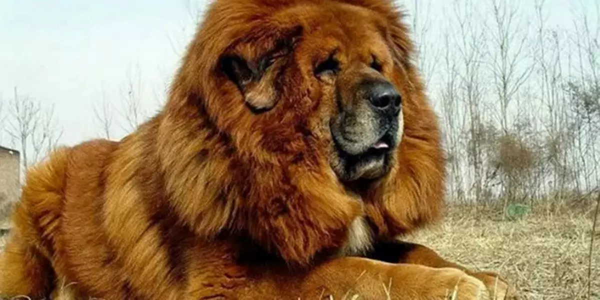 El Mastín Tibetano es una de las razas de perro más grandes del mundo.