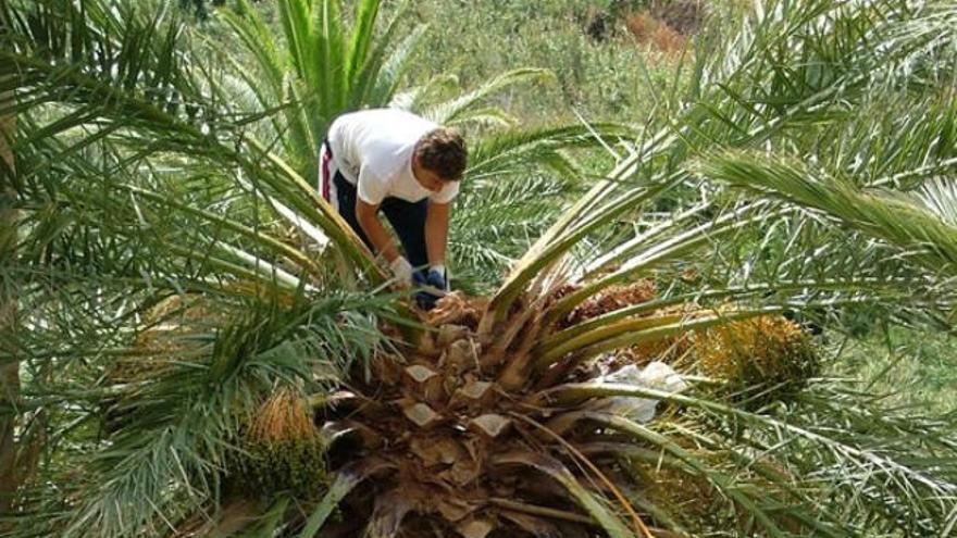 Un guarapero trabaja en la parte superior de una palmera.