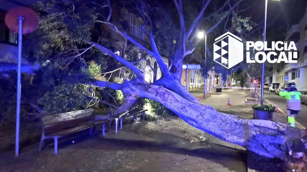 Caída de un árbol en la avenida Veinticinco de Julio.