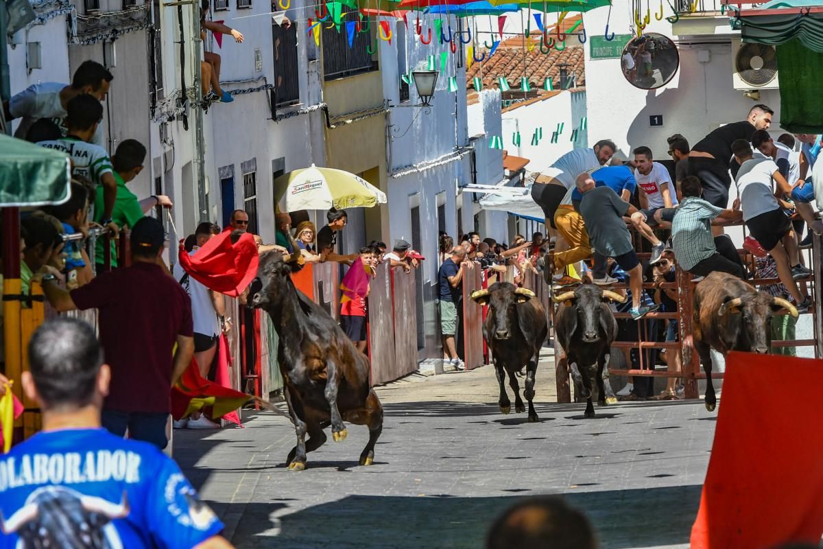 Encierro de las vaquillas de El Viso