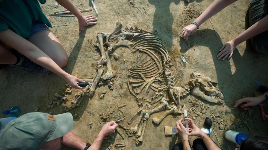 Troben l'esquelet de cria de tapir del Pliocè més complet d'Europa al jaciment del Camp dels Ninots de Caldes