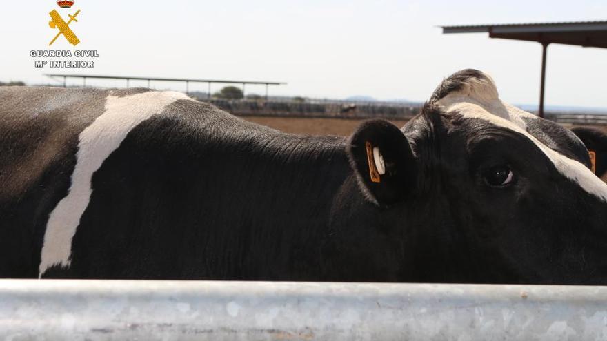 Investigados por cambiazo de vacas: la res joven es en realidad muy vieja