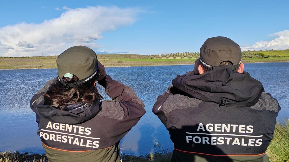 Agentes forestales de la Comunidad de Madrid divisan la llegada de flamencos.