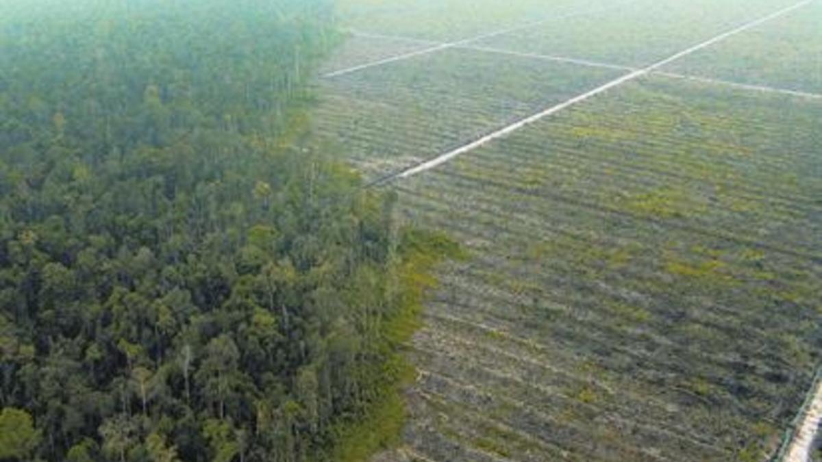 Deforestación en Sumatra para una plantación de aceite de palma.