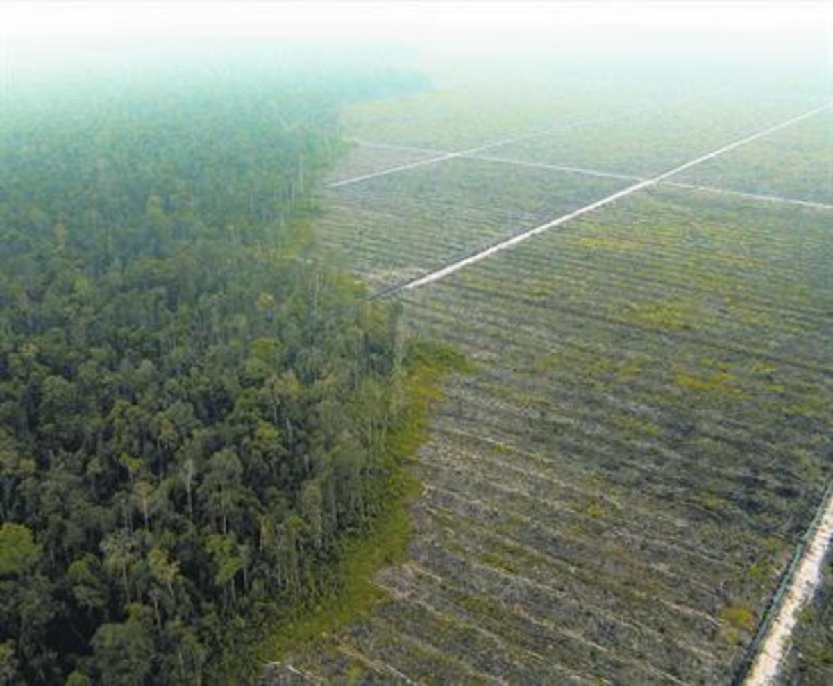 Deforestación en Sumatra para una plantación de aceite de palma.