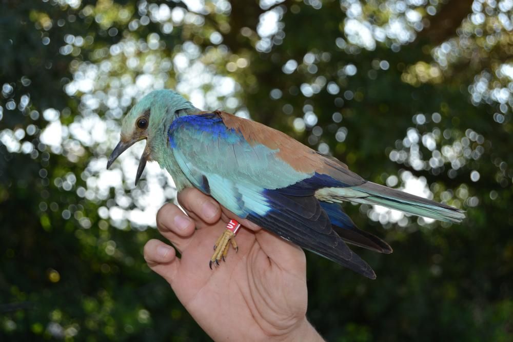 El gaig blau als Aiguamolls de l'Empordà