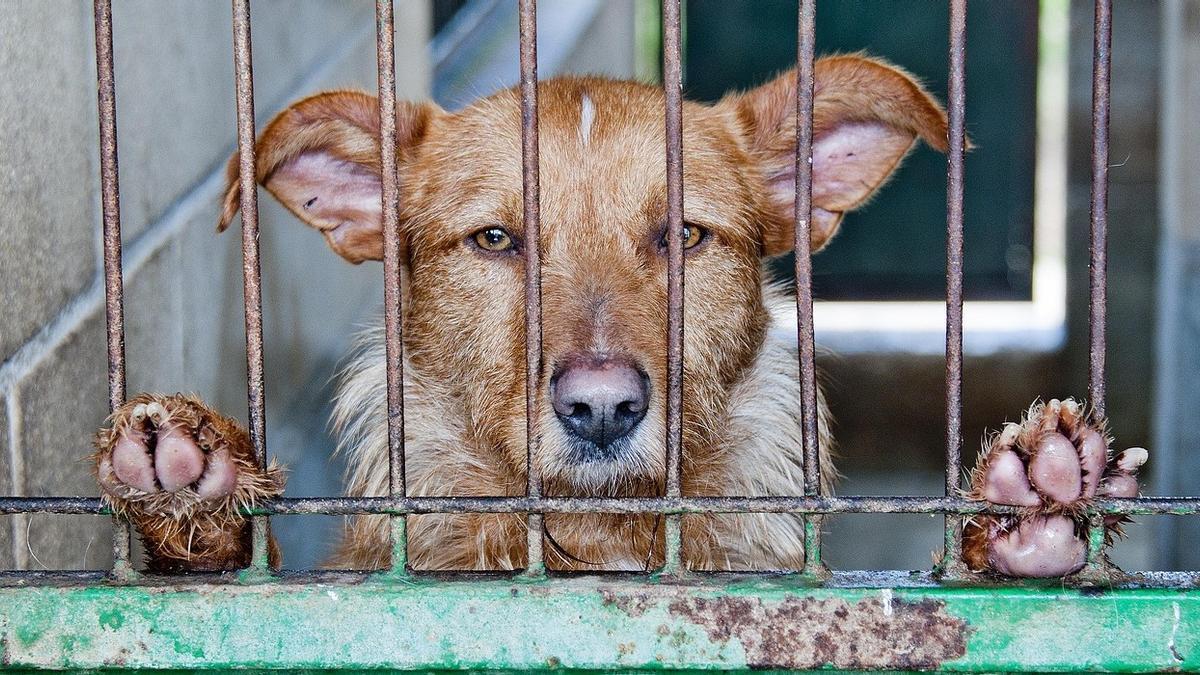 Un perrito detrás de una valla.