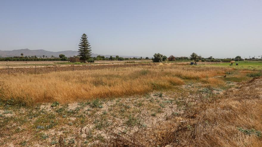 Cinco municipios de la Vega Baja suman 1.400 hectáreas de suelo agrícola abandonado