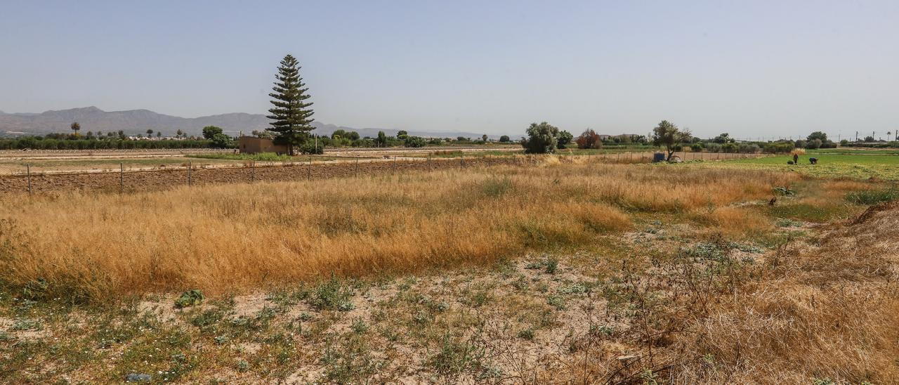 Parcela abandonada rodeada de terrenos en cultivo, entre Callosa de Segura y Cox