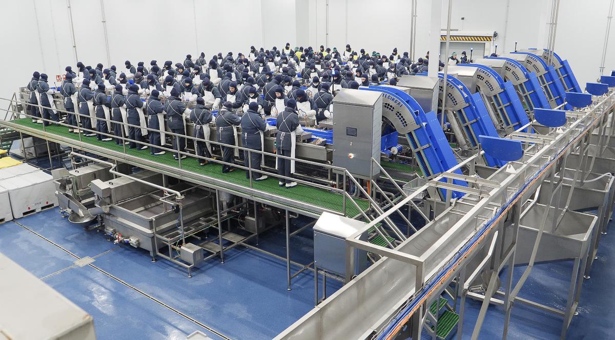 Trabajos de limpieza de cefalópodos en una fábrica gallega de Profand.