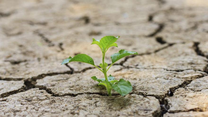 Una planta cobra vida en la sequía.