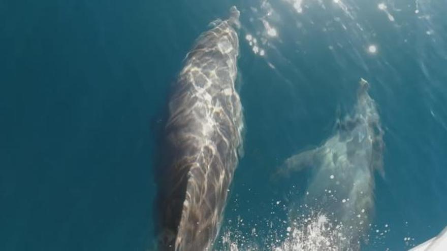 Espectacular avistamiento de delfines en la bahía de Xàbia