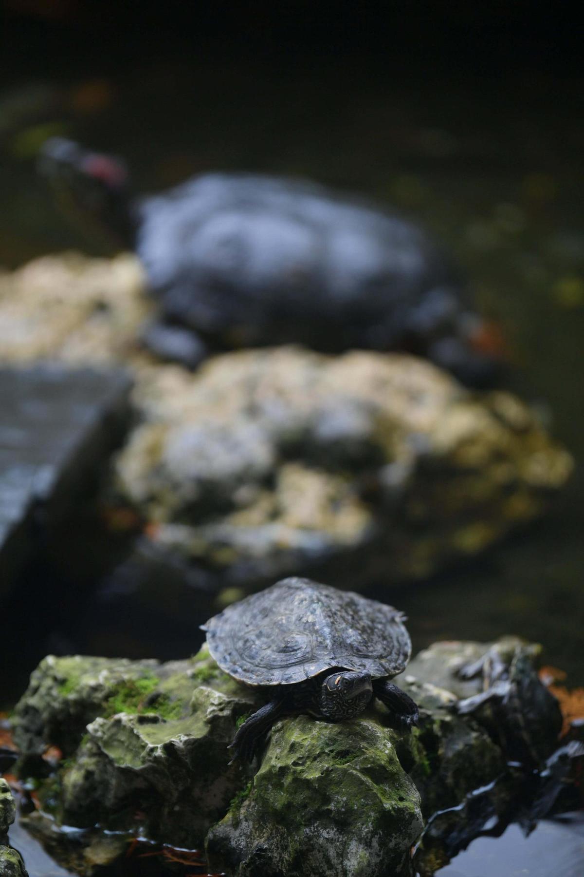 Las tortugas que conquistan A Coruña