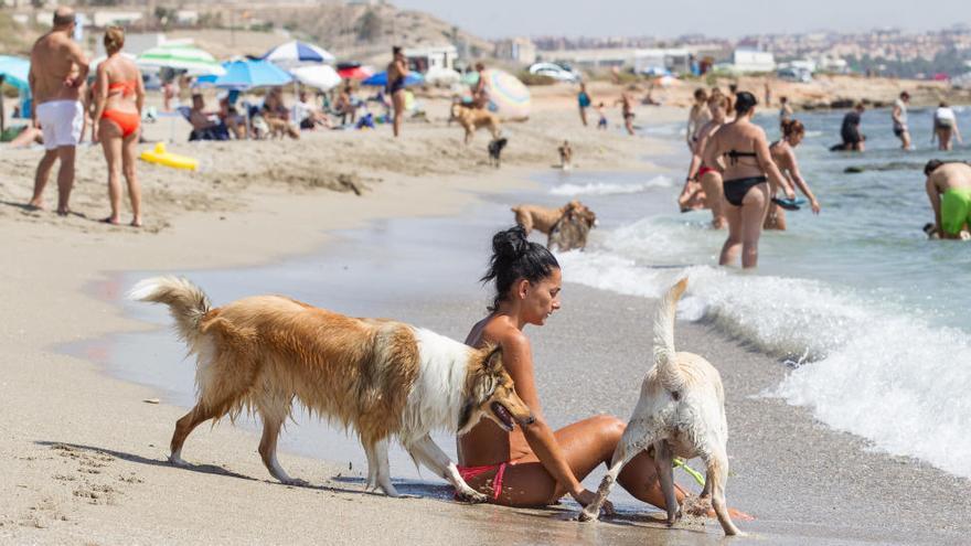 Perros en la playa de mascotas de Aguamarga, este verano