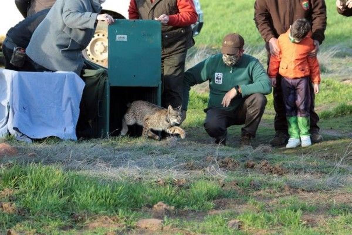 El lince se aleja de la extinción: ya hay 1.111 ejemplares en la Península