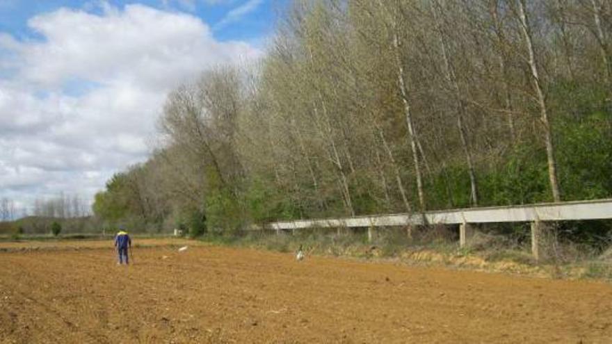 Un hombre junto a una plantación de chopos en Villaveza.