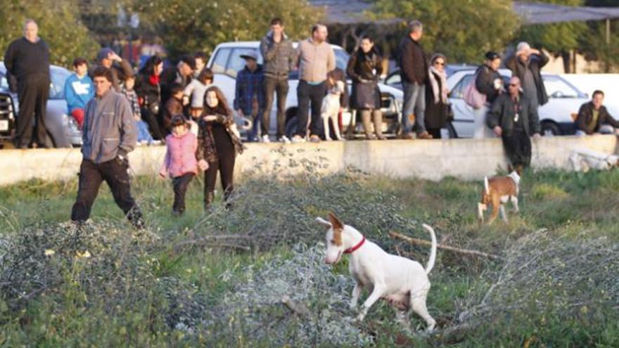 El público disfruta con el trabajo de caza en directo que protagonizan una veintena de perros.