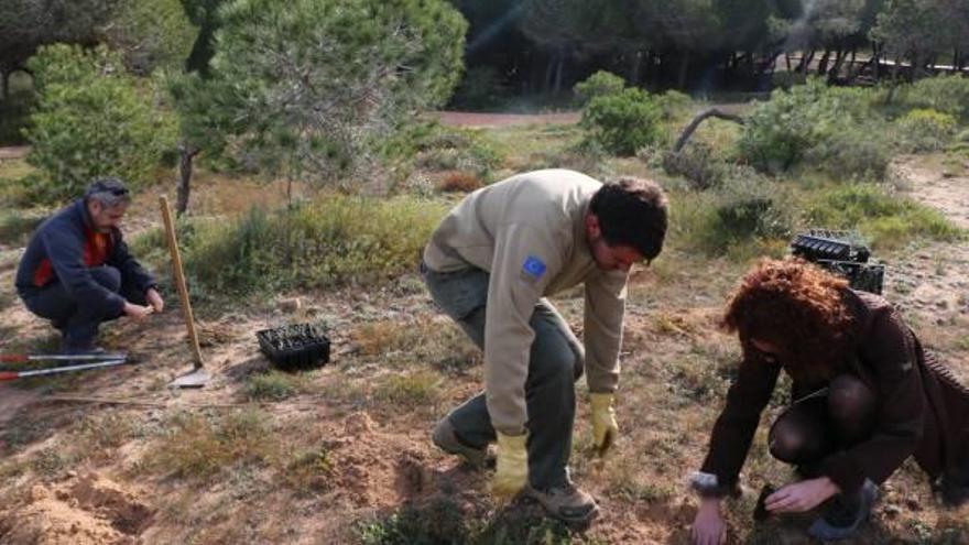 Un refugio para la jarilla cabeza de gato