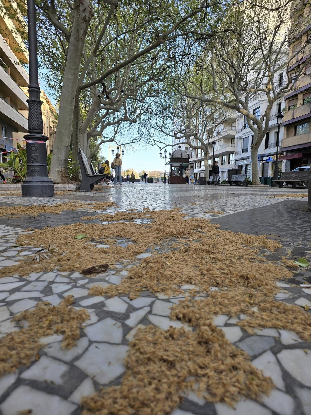 El polen depositado en el suelo dibuja grandes "alfombras".