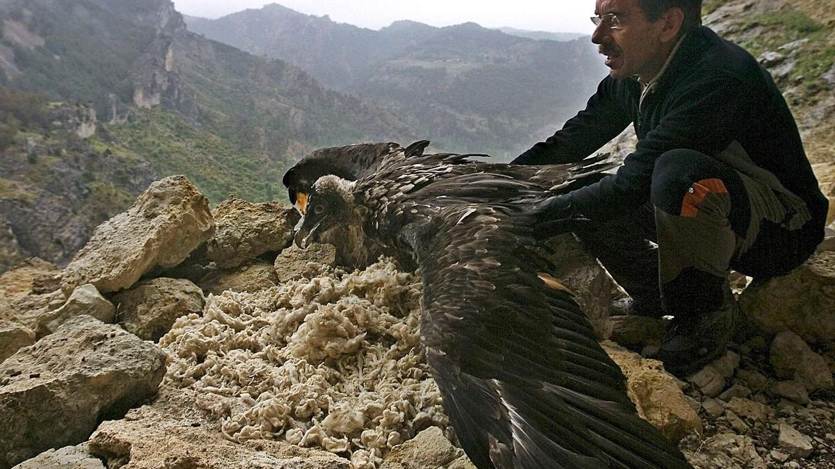 La repoblación del quebrantahuesos es uno de los éxitos del programa de conservación ambiental. | JOSE MANUEL VIDAL / EFE