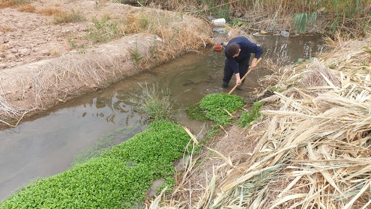 La planta eliminada en la acequia de favara a su paso por Alfafar.