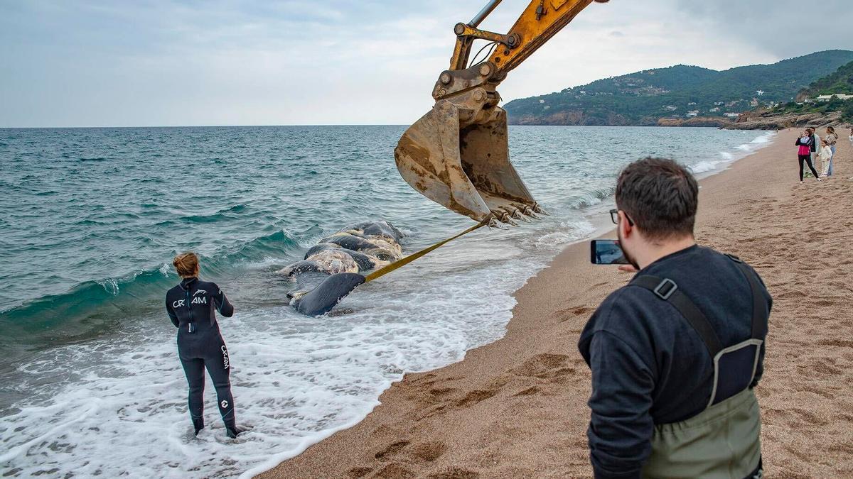 Una ballena, encontrada muerta en la playa de Pals (Baix Empordà, Girona), este sábado.