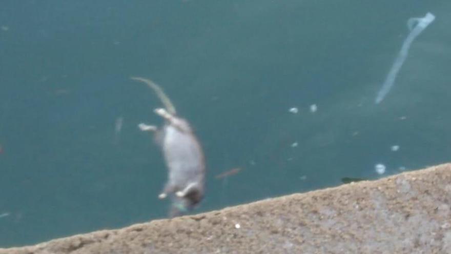 Una de las ratas muertas flotando en la bahía de San Lorenzo.