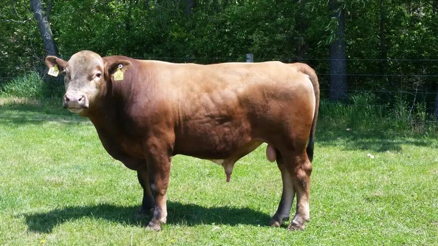 Este es el &#039;beefalo&#039;: híbrido de bisonte y vaca que causa estragos en acuíferos de EEUU