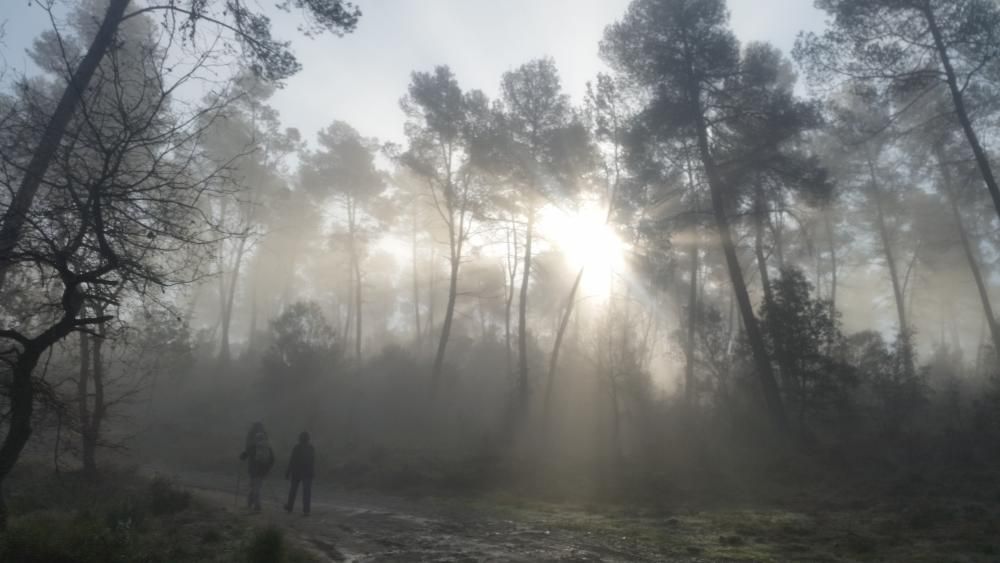 Caminant. Tot fent la caminada Apagafums pels voltants de Navarcles, el sol intentava entrar entre els pins i la boira.