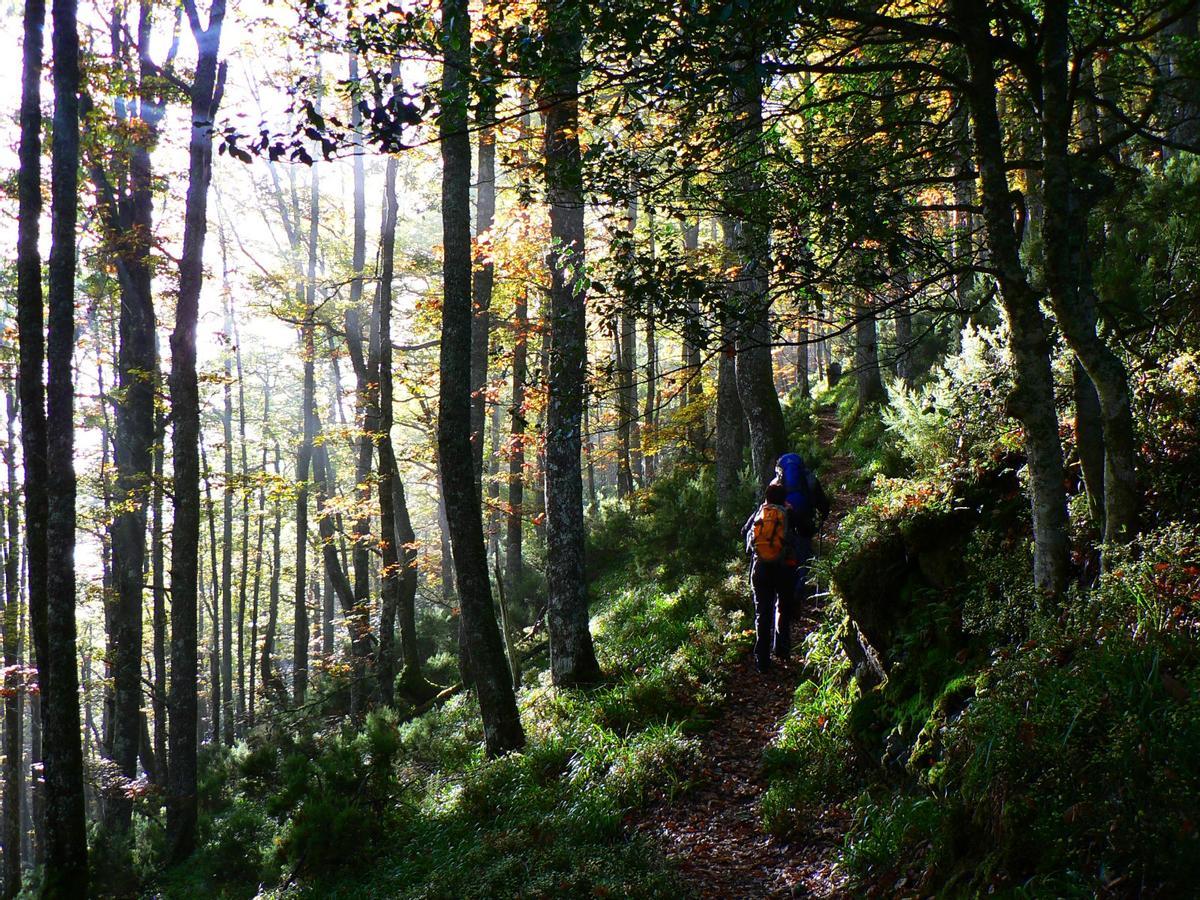 Reserva natural de Mueniellos, el mayor robledal de España