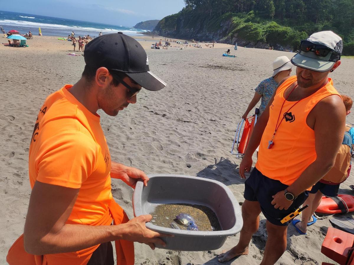 Iván Rodríguez y su compañero Marino Rubio muestran una de las carabelas portuguesas que aparecieron en Otur en verano de 2024