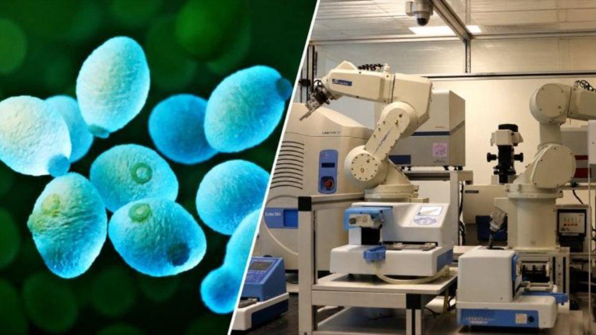 IA Y CIENCIA / Una IA científica genera y valida de forma autónoma nuevos descubrimientos biológicos