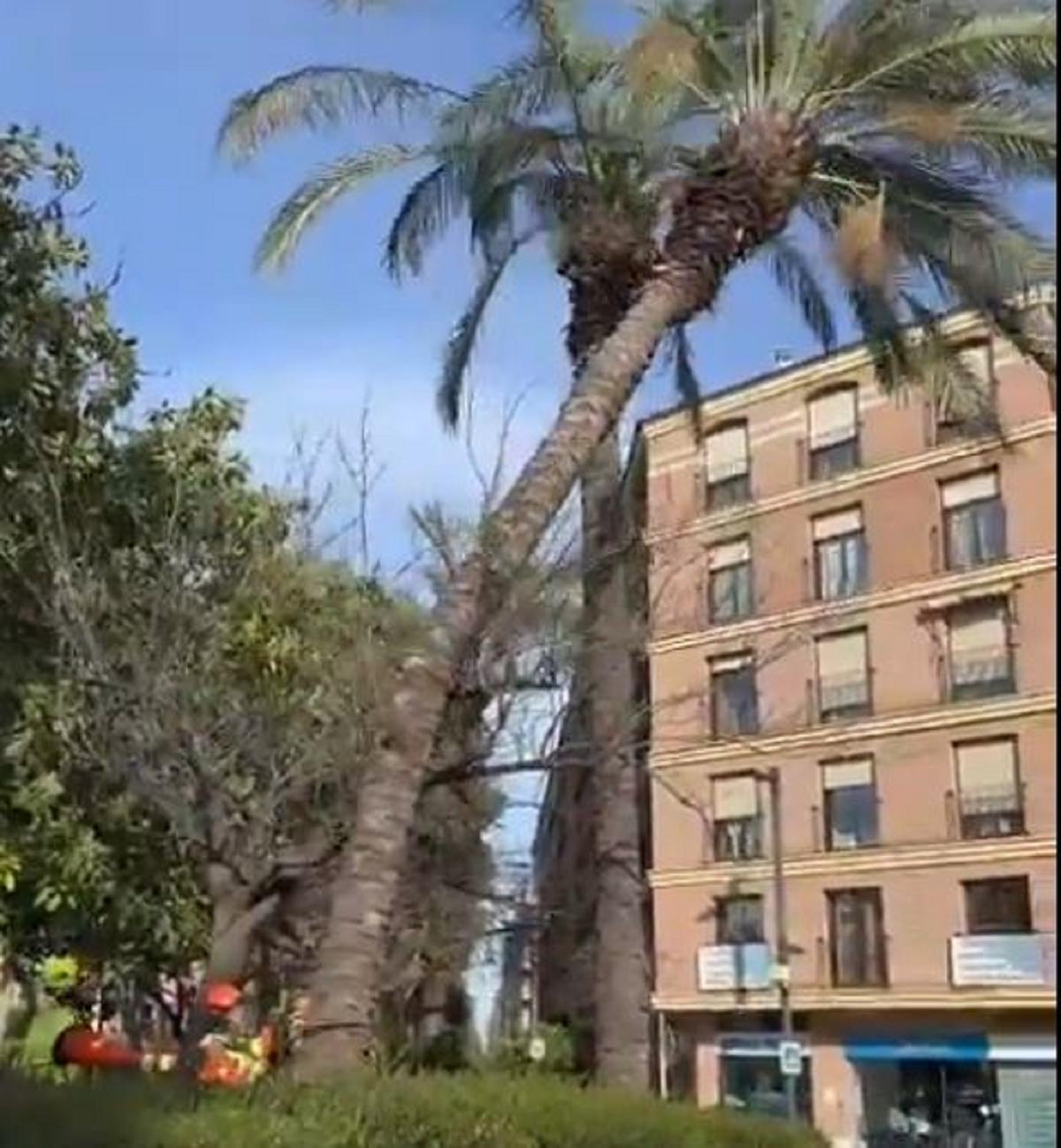 Bomberos cortan la palmera en la Avenida El Vedat.