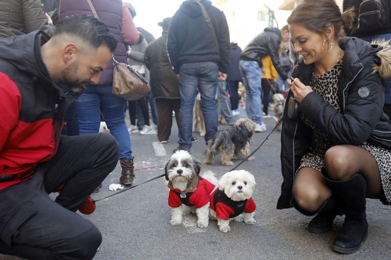 Fiesta de Sant Antoni en la ciudad de València