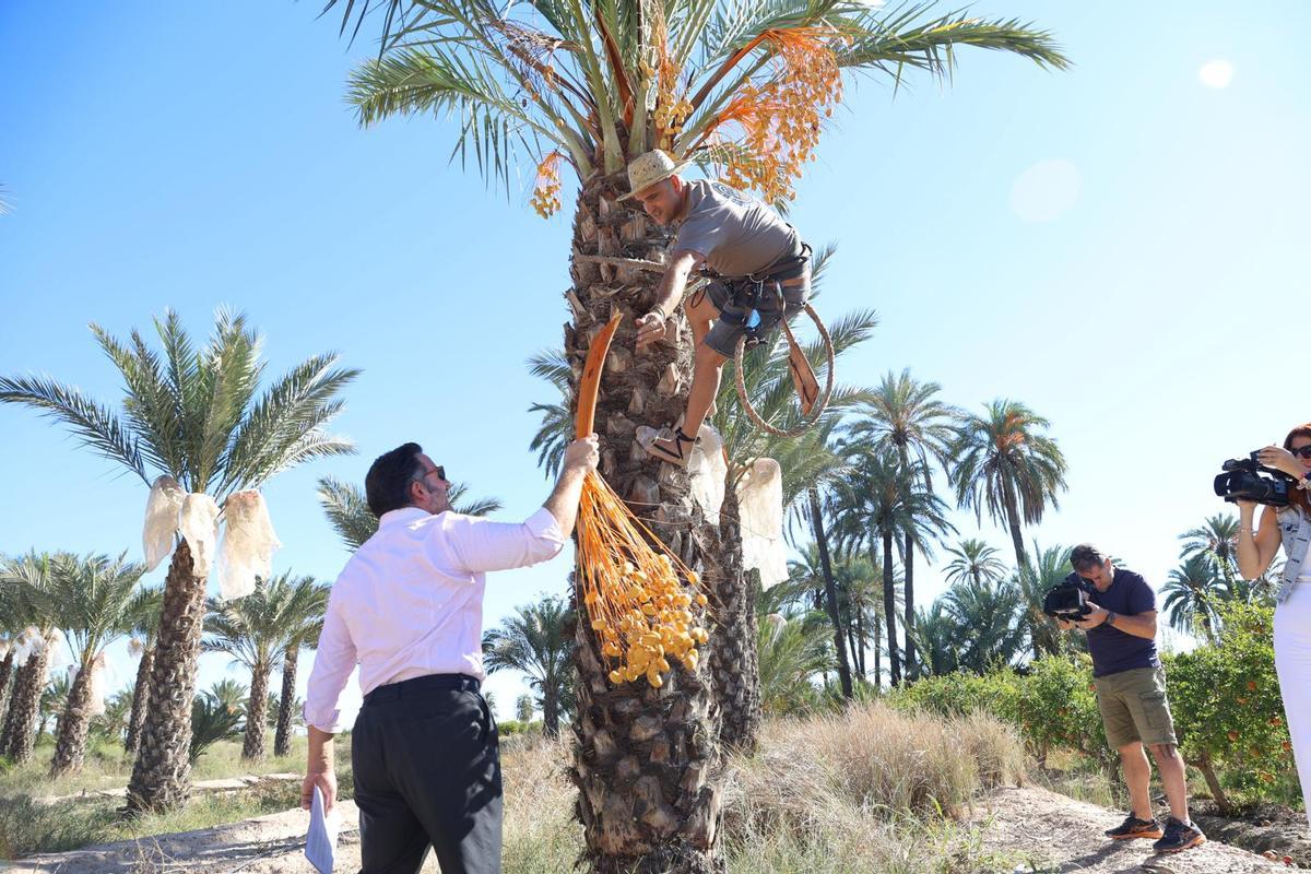 Un palmerero entrega al alcalde el primer ramazo de dátiles de la temporada