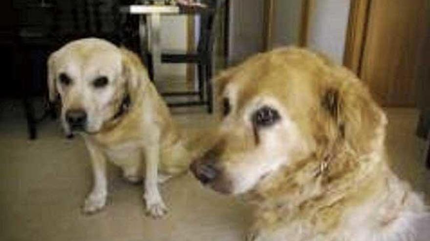 Los dos perros de la pareja que fue sancionada durante la cuarentena.