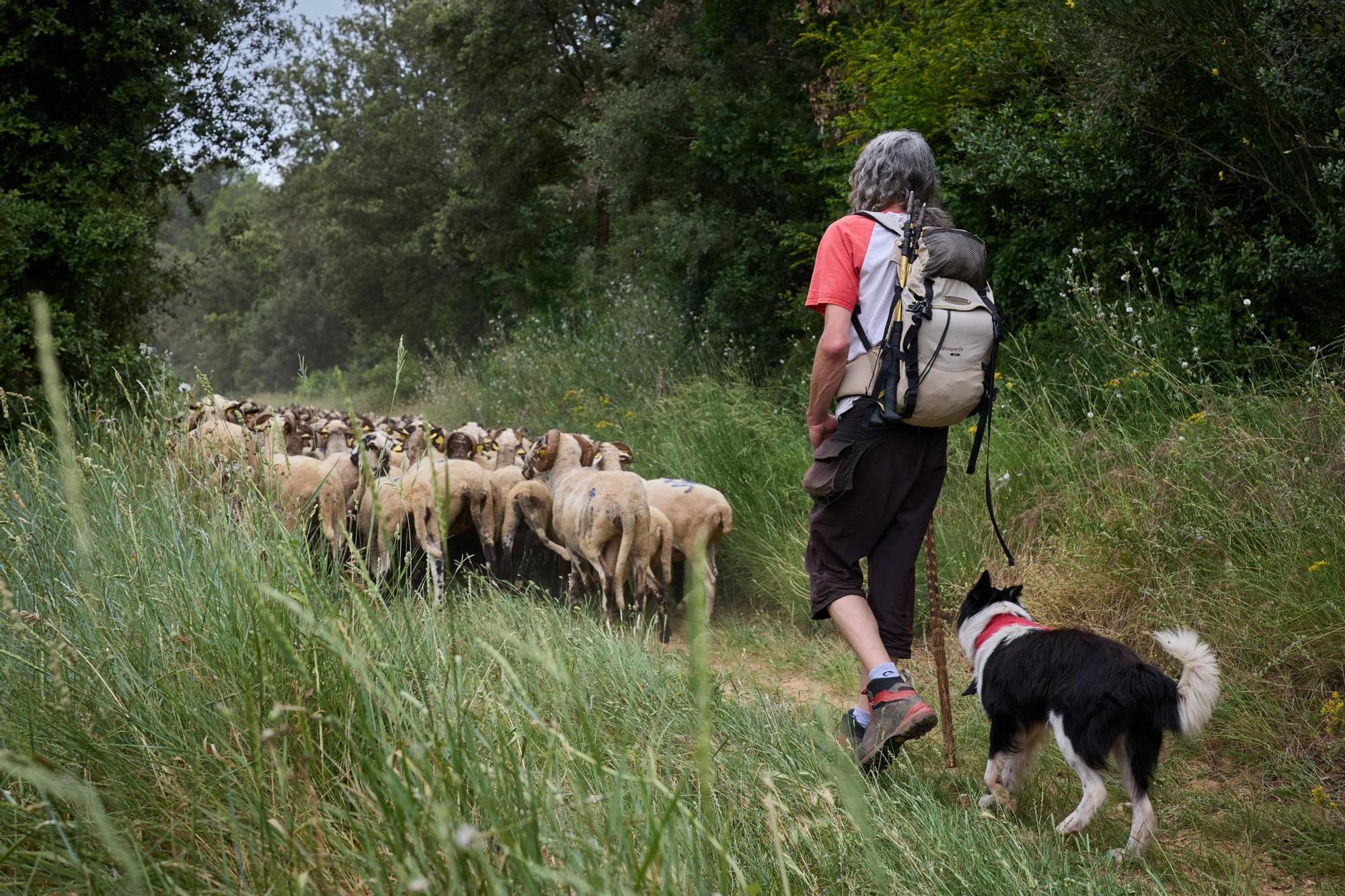 Les fotos de la transhumància del ramat d'ovelles d'Arnau Rubio a Crespià