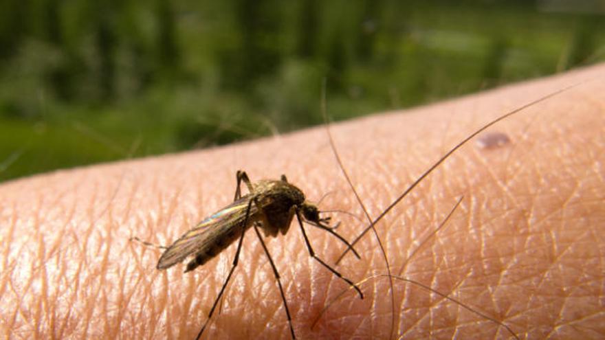 Remeis casolans contra les picades de mosquits