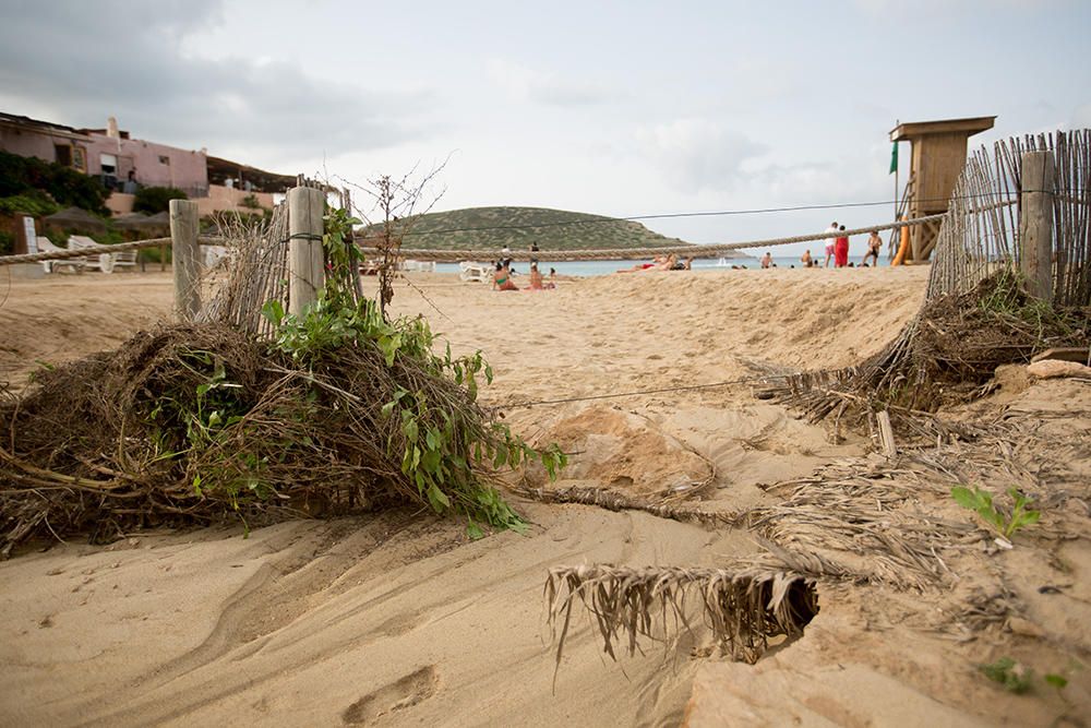 Sant Josep recupera las playas de los efectos del temporal de lluvia