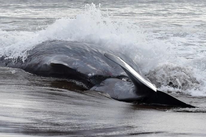 02-02-2019 TELDE. Cachalote muerto varado en la playa de Melenara. Fotógrafo: ANDRES CRUZ