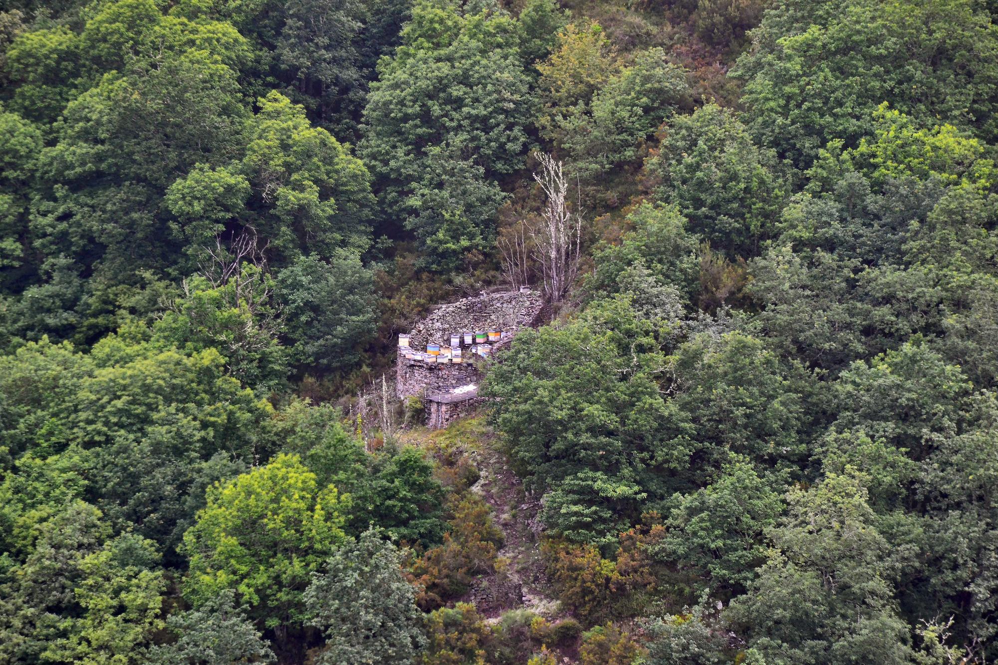 El cortín que Cristina y Raúl atienden en el bosque, cerca de El Coucechín, donde tiene 20 colmenas.