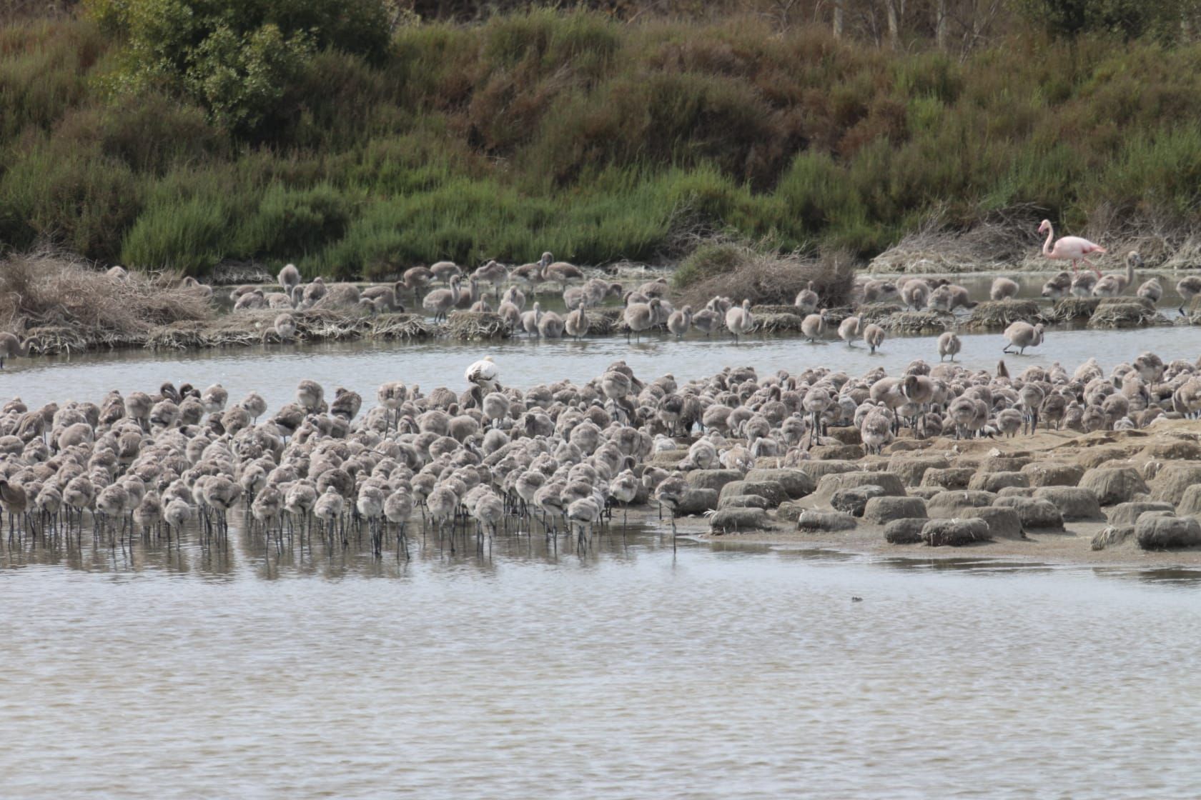 Las guarderías de flamencos en l'Albufera