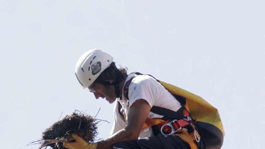 Un operario examina un nido de gaviotas en un tejado de la ciudad.