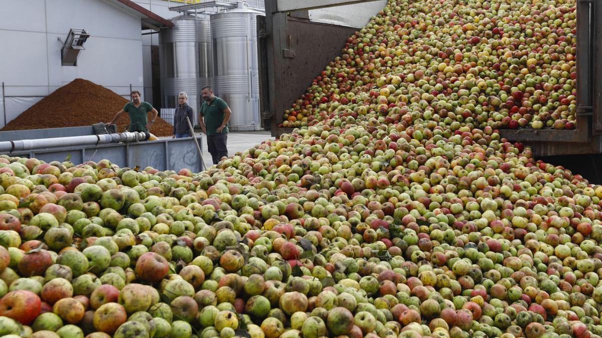 Manzanas en el llagar de Sidra Castañón, de Quintueles (Villaviciosa).