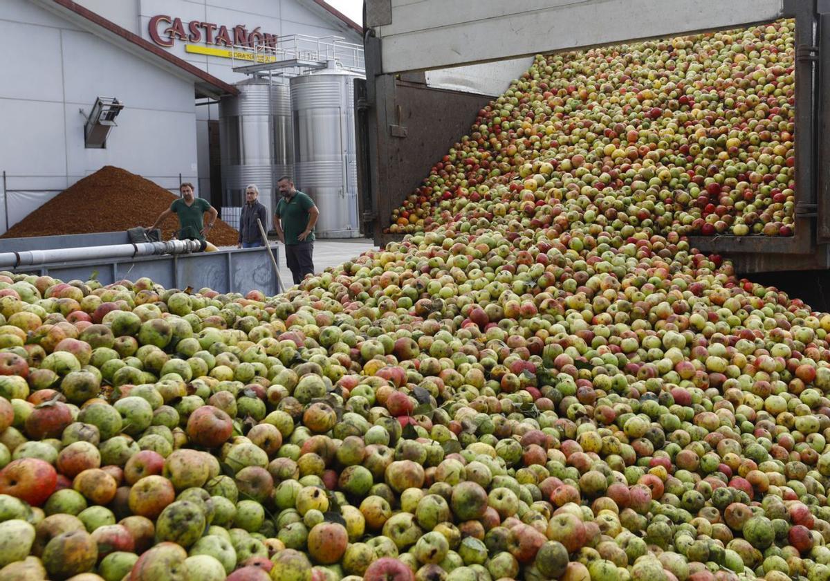 Manzanas en el llagar de Sidra Castañón, de Quintueles (Villaviciosa).