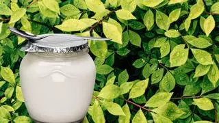 El increíble truco del yogur que puede salvar tus plantas