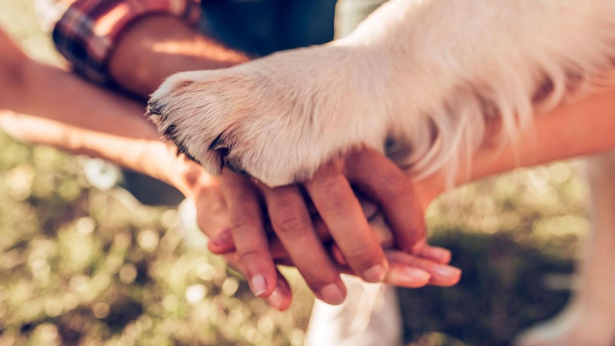 PERROS ZURDOS O DIESTROS ¿Tu perro es zurdo o diestro? La razón por
