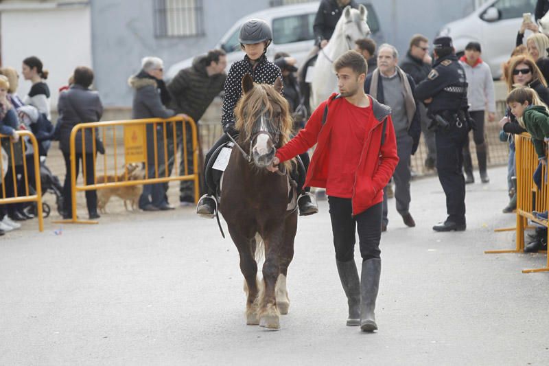 Benidición de animales en la Ermita de Vera y en la Punta